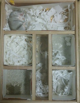 地下型の巣箱で眠るジャンガリアンハムスター画像